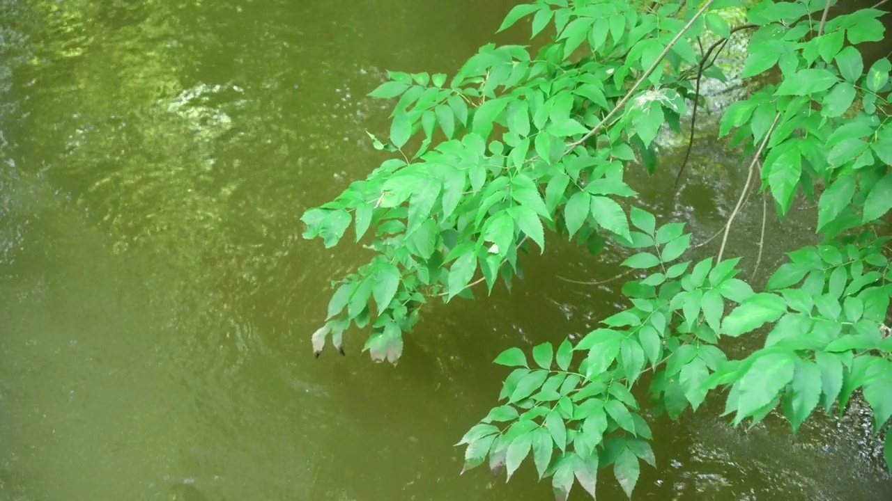 树木的绿叶映衬着森林中流淌的河流视频素材