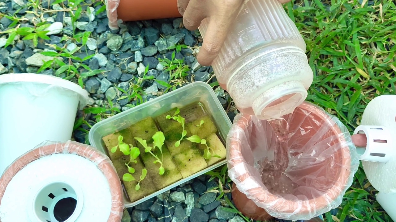 园丁在水培盆中种植莴苣视频下载