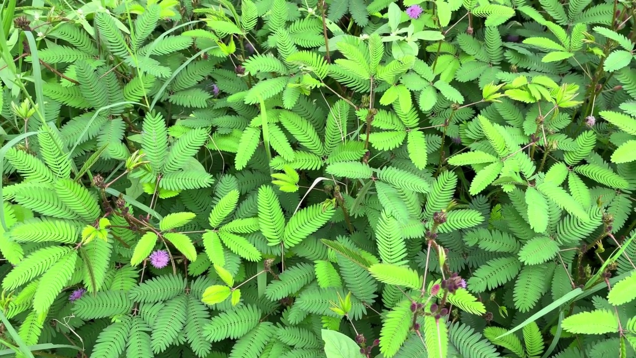 触摸含羞草的敏感植物视频素材