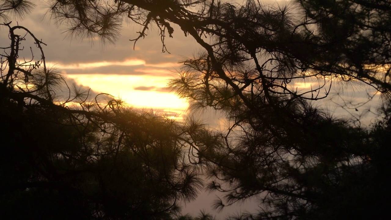 夕阳的天空与剪影的松树树枝视频素材