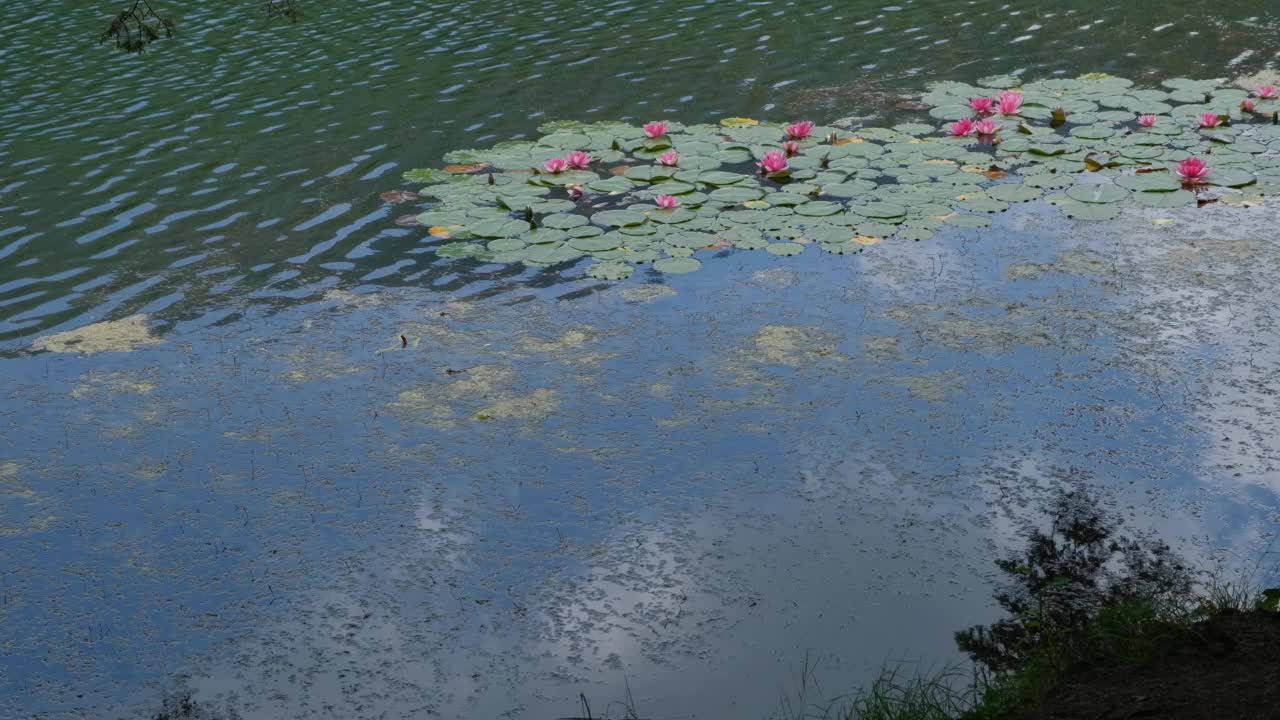 一株绿油油的植物，青草，映衬着一群群五颜六色的荷花视频下载