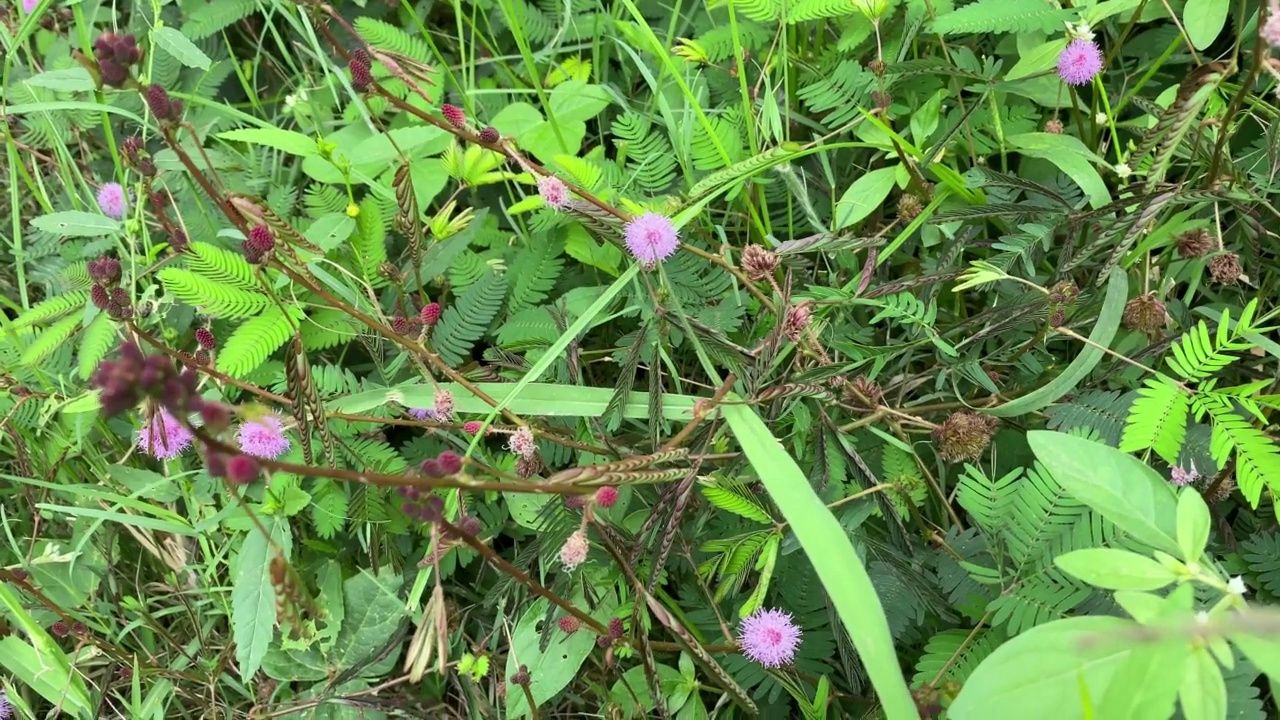 敏感植物(含羞草)视频素材