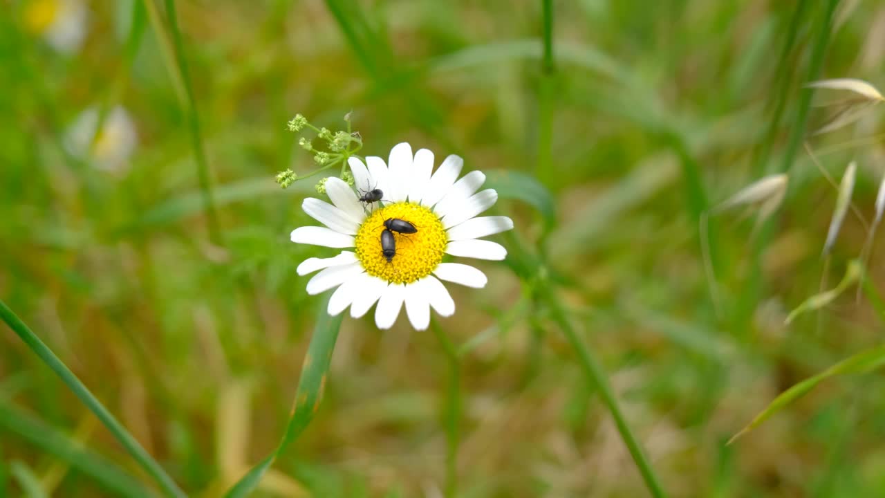 雏菊花，农田视频下载