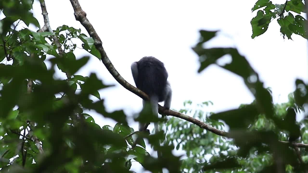 热带雨林中的暗叶猴或暗叶猴视频素材