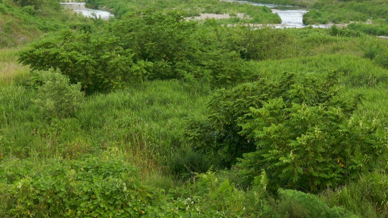 河床的植物视频素材