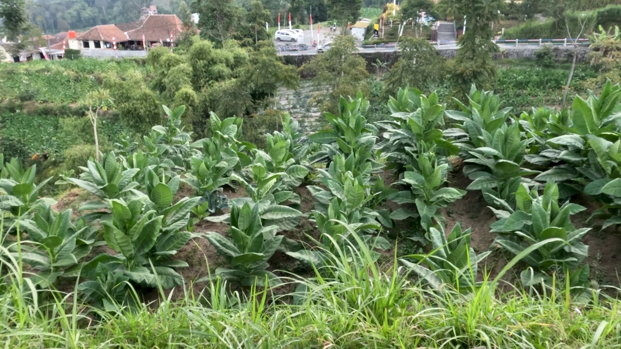 高地上种植烟草的田野视频素材