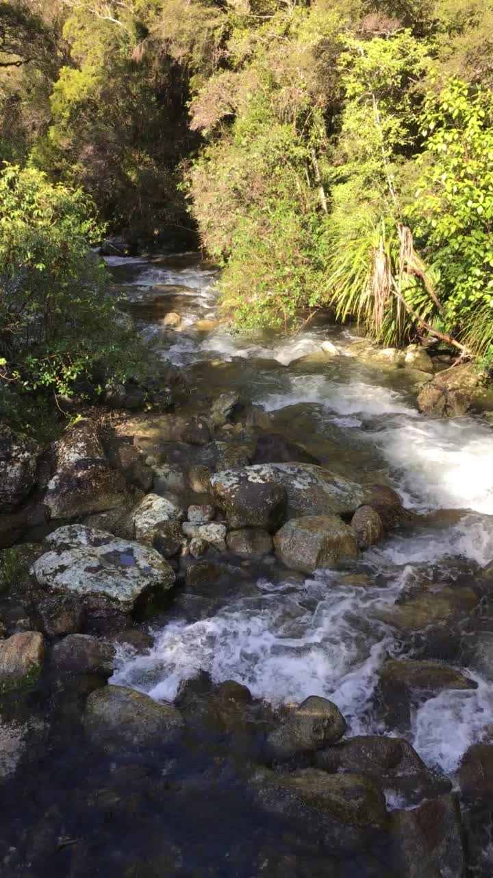 河穿过森林视频素材