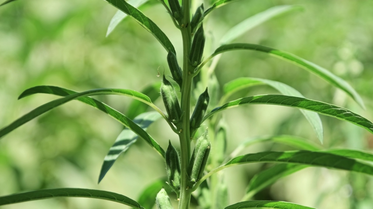 芝麻花在田里的树上视频素材