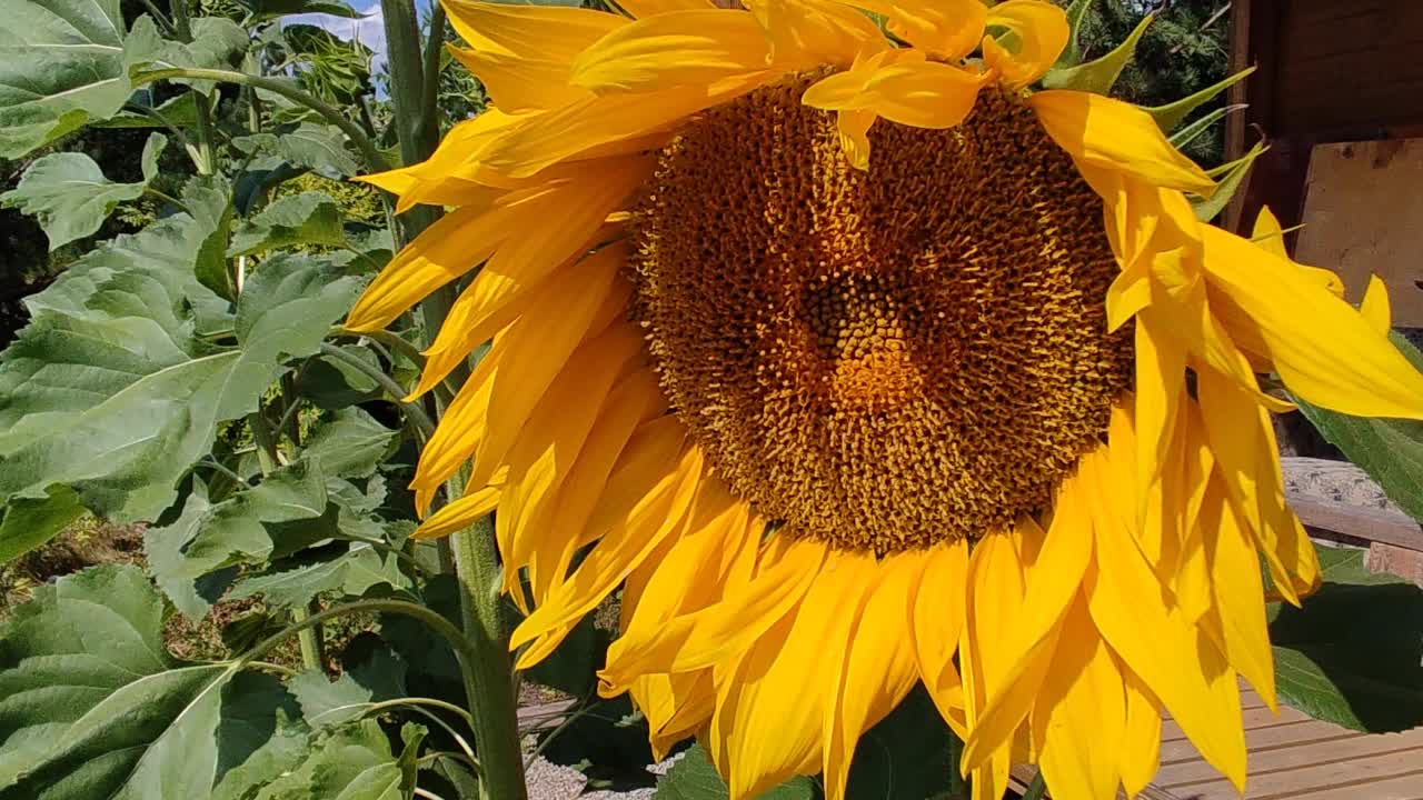 向日葵在风中摇曳。向日葵(Lat。Helianthus，“太阳花”)，来自希腊单词helios(“太阳”)和anthemon(“花”)。视频素材