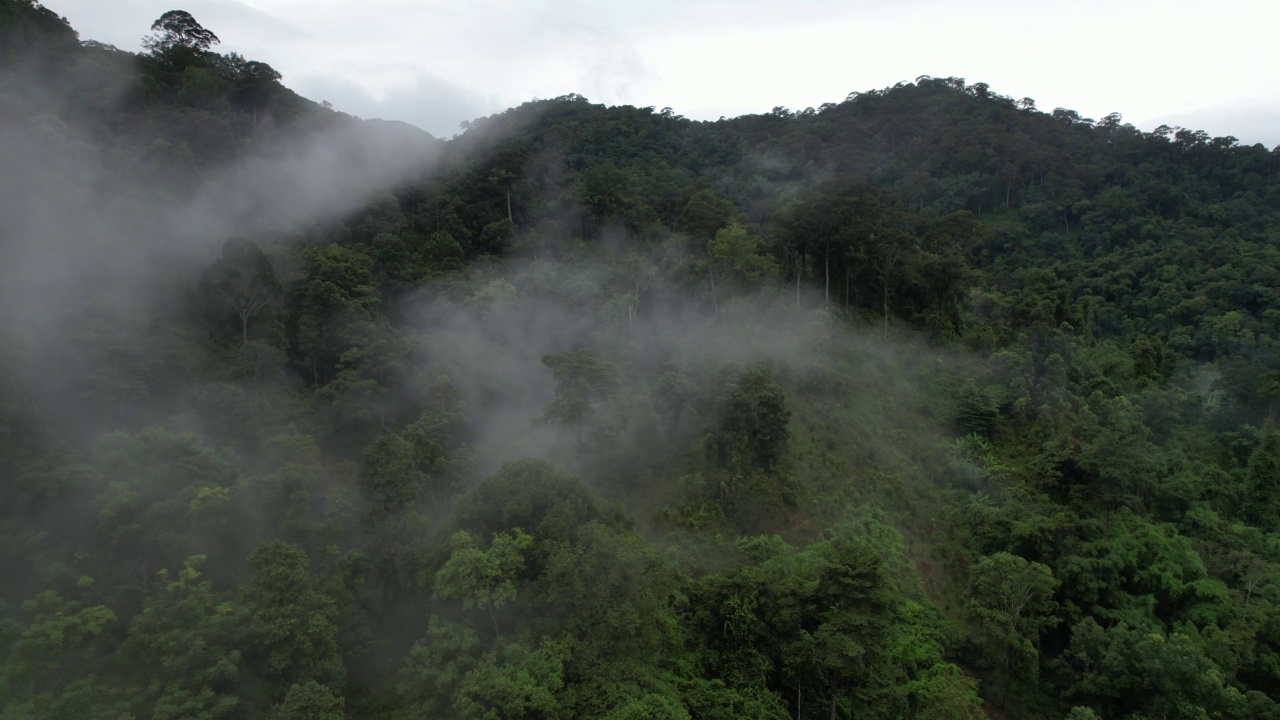 在雾天用无人机拍摄的绿色雨林和山丘的空中景观视频素材