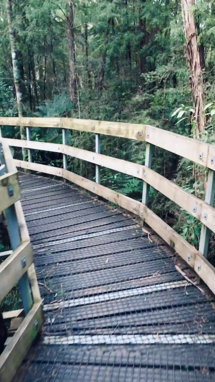 在新西兰的热带雨林中走木板路视频素材