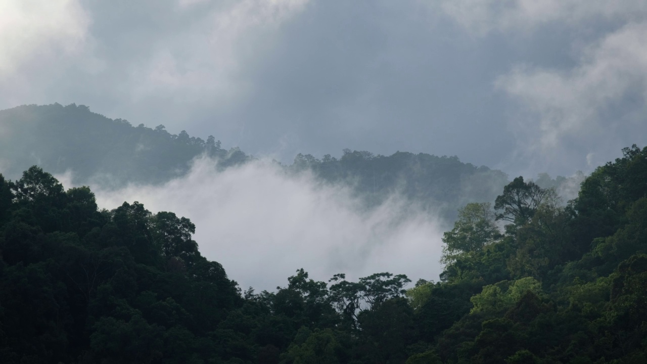 雾天的热带雨林和山丘景观视频素材