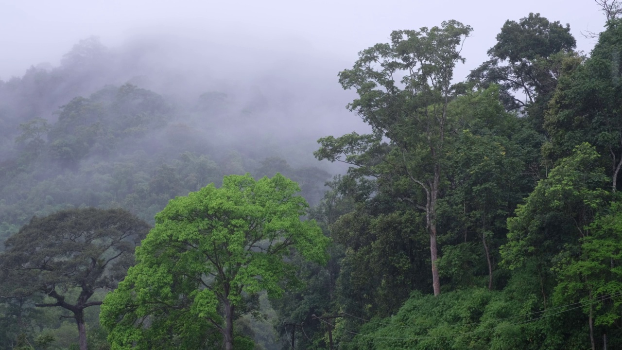 雾天的热带雨林和山丘景观视频素材