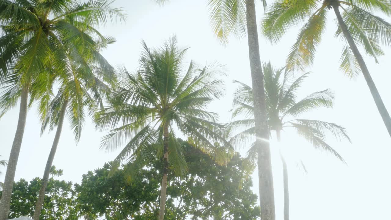 在热带岛屿的海滩附近，椰子树对着天空的看法视频素材