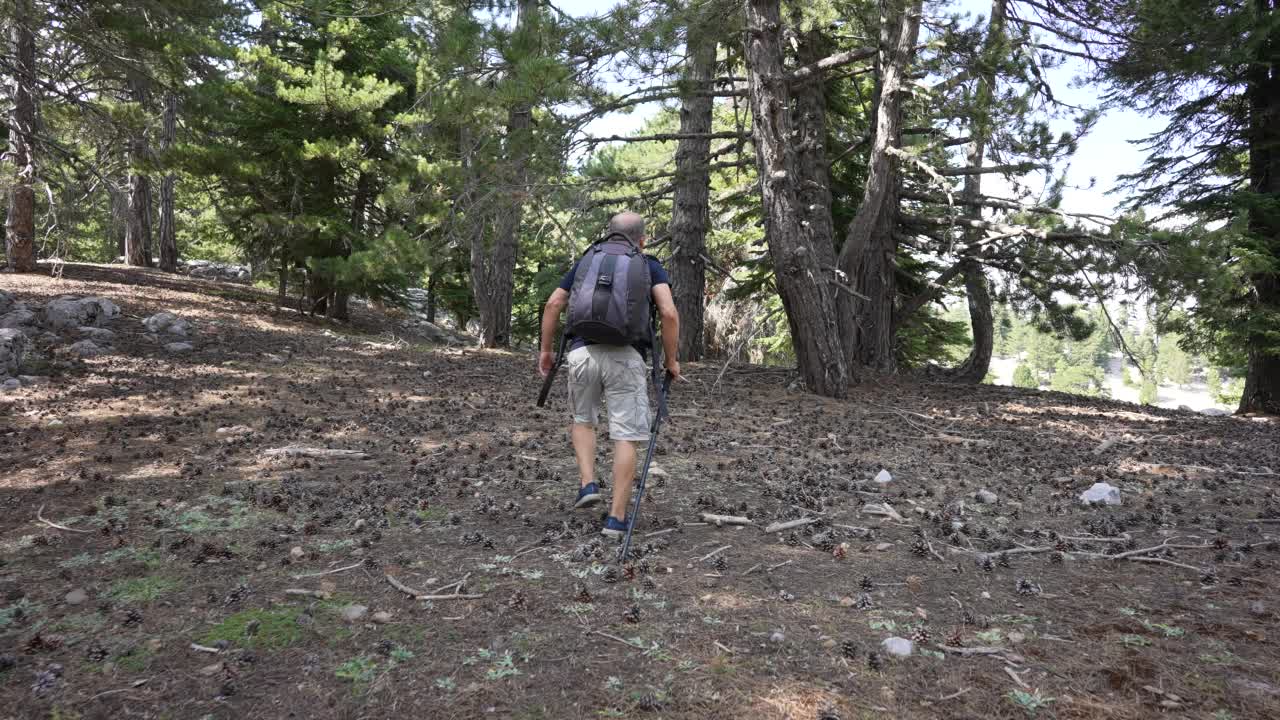 成熟的探险家在松林中徒步旅行视频素材