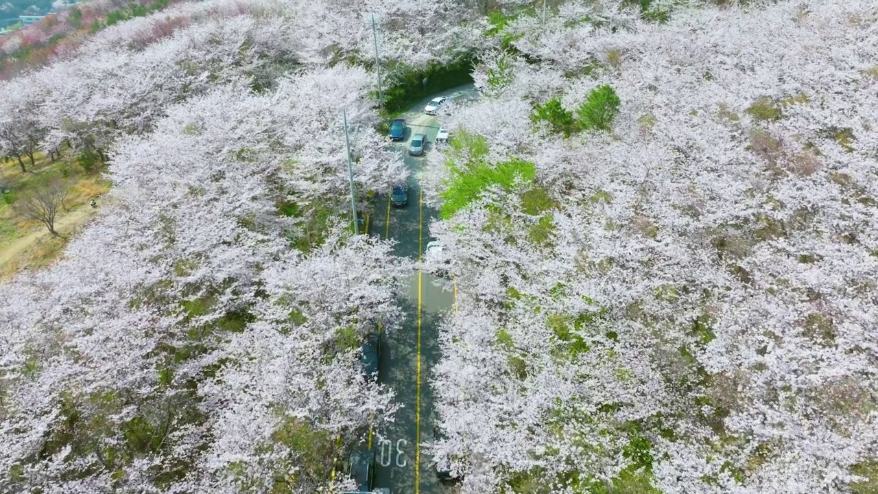 鸟瞰黄岭山的春天樱花视频素材