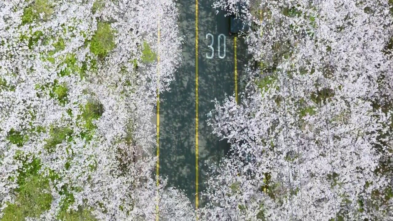 鸟瞰黄岭山的春天樱花视频素材