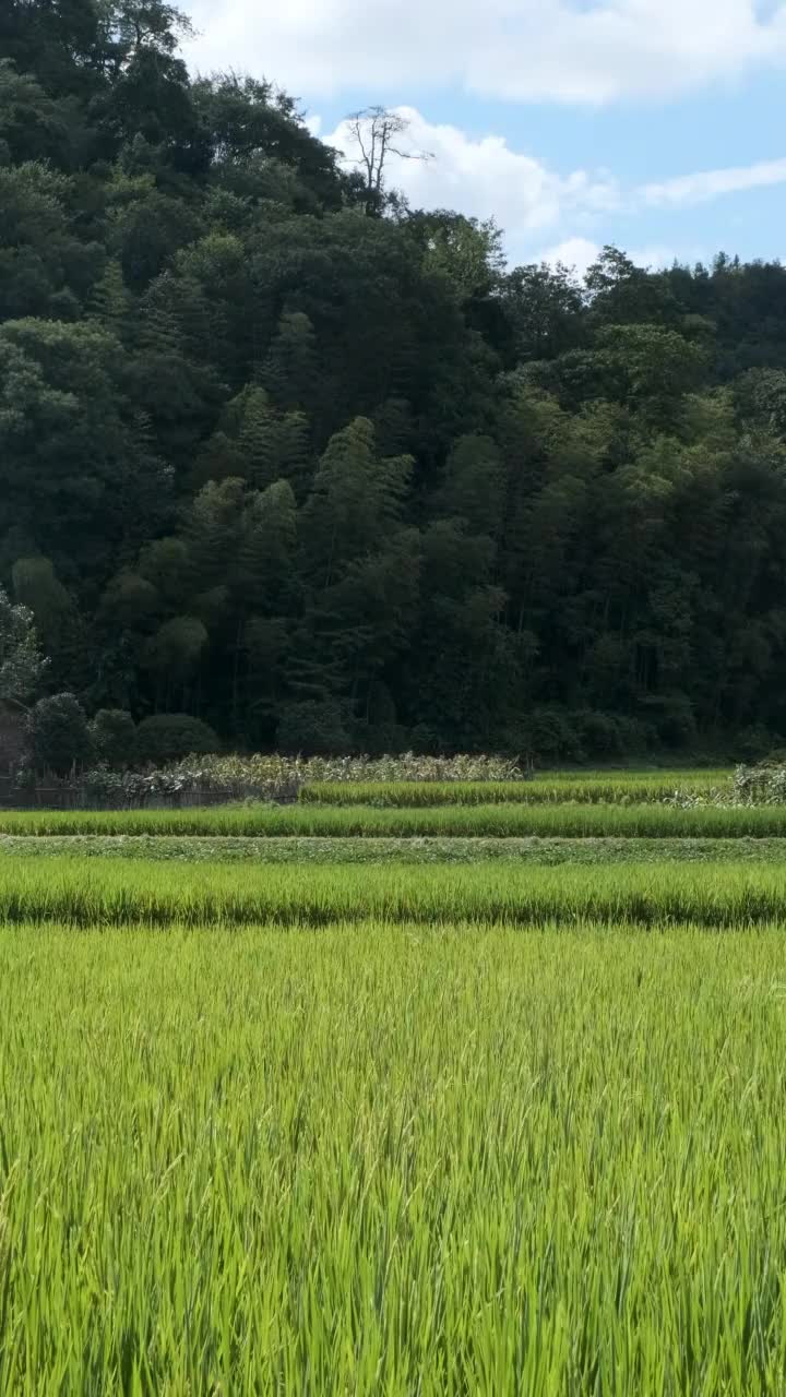 绿色的稻田视频素材