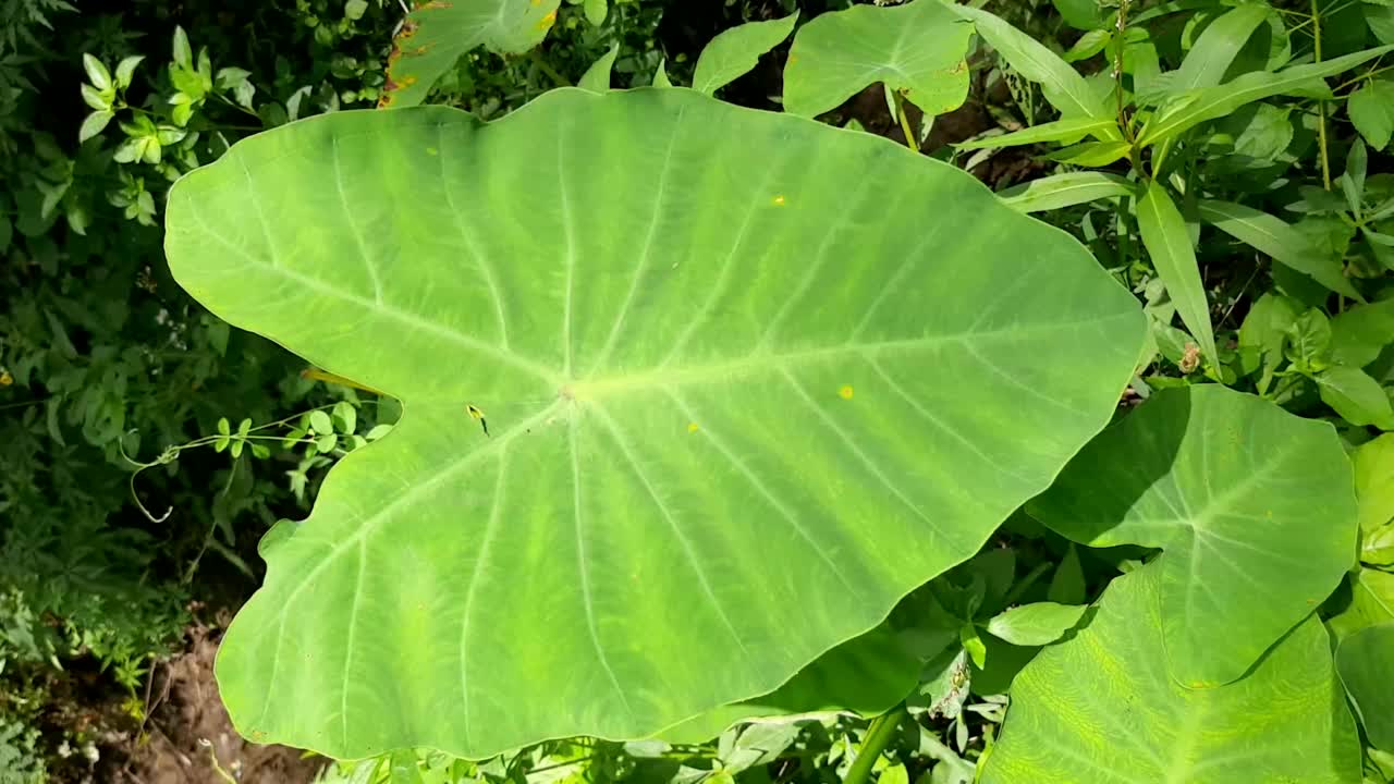 芋头叶:神奇的菜肴，有一系列的保健，香芋，营养，食品健康，保健，Onmanorama视频素材