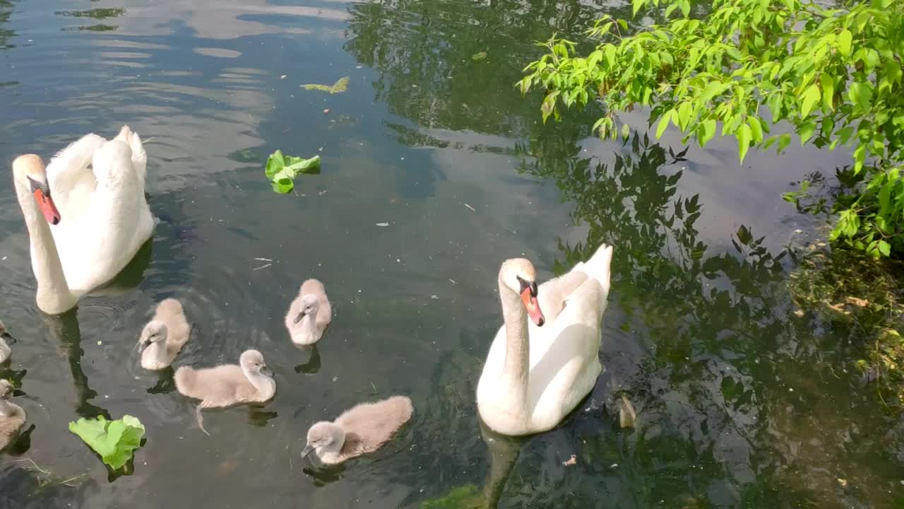 两只白天鹅和六只小鸡在城市的池塘里游泳。小灰熊和白熊父母在河里漂着。夏天天鹅一家在湖上游泳。成年天鹅和幼天鹅在水里游泳。视频素材