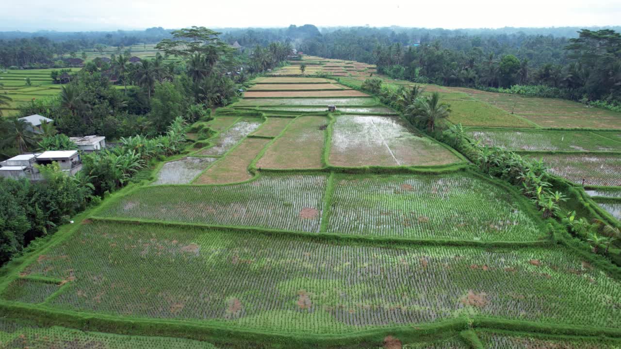 水稻作物已经收获，田地空荡荡的，空中拍摄的巴厘岛高地视频素材