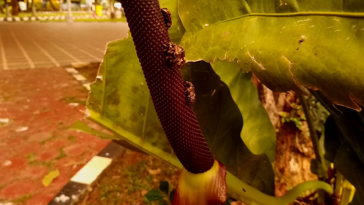 害虫滋生季节视频下载