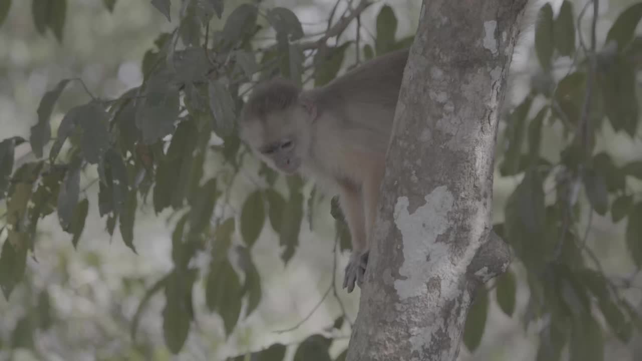 亚马逊树上的小猴子视频下载