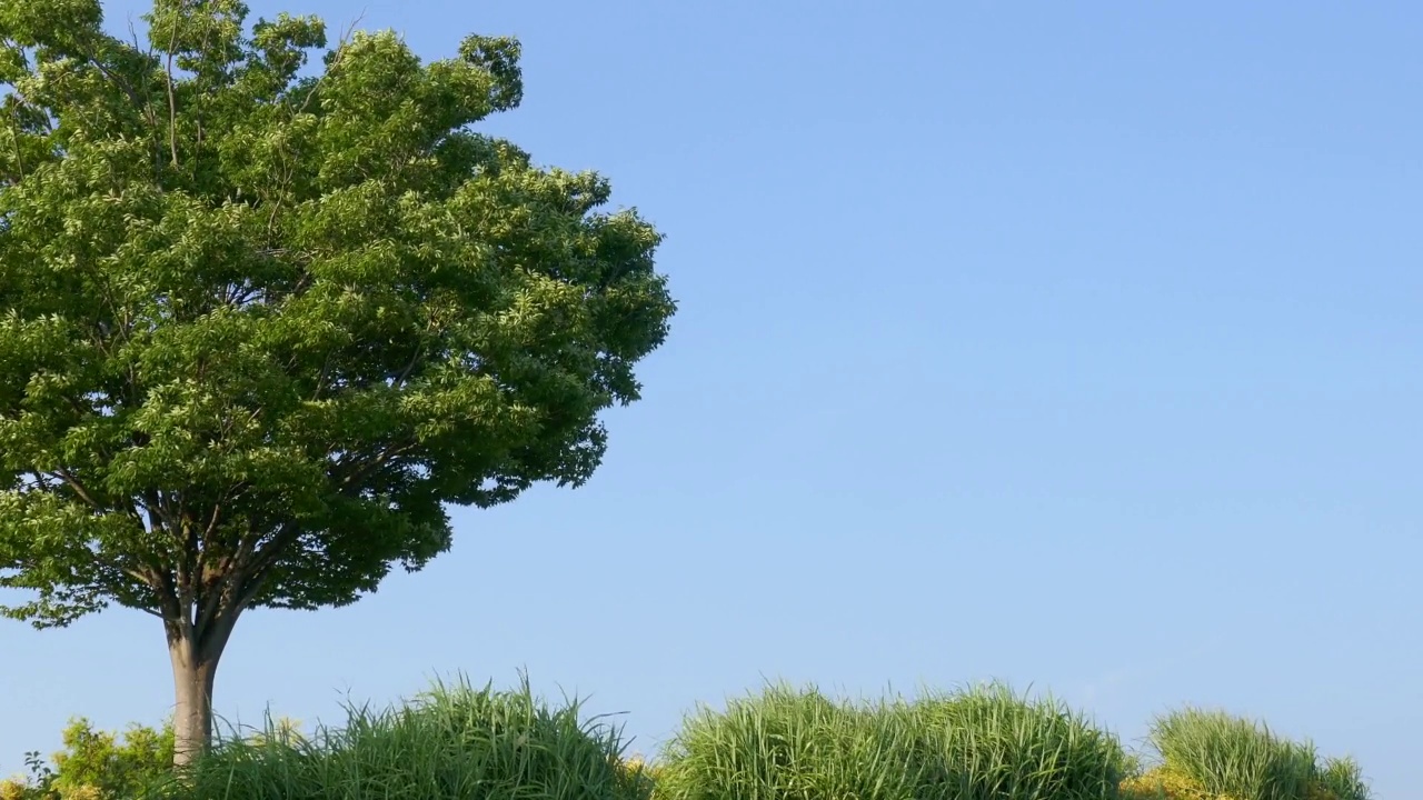 树木和蓝天。视频素材