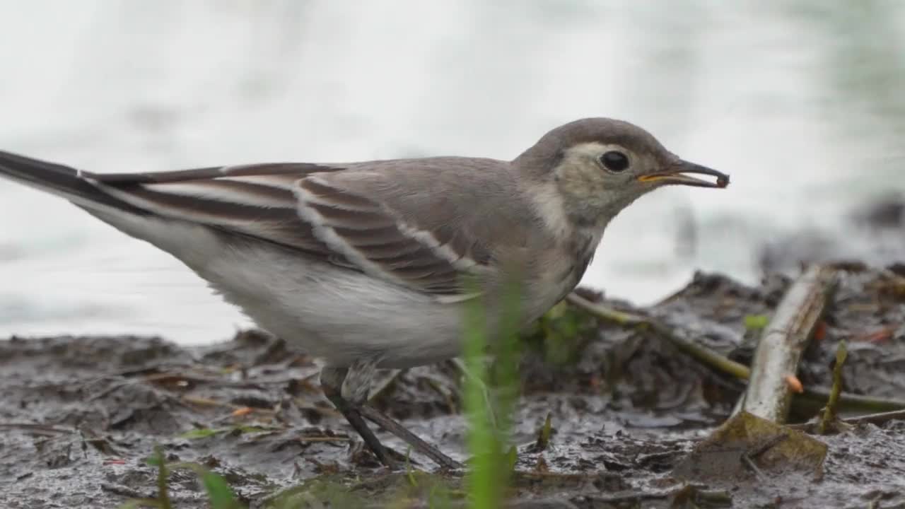 在一个多云的春天早晨，白色鹡起鸟(Motacilla alba)在沼泽地里散步。视频素材