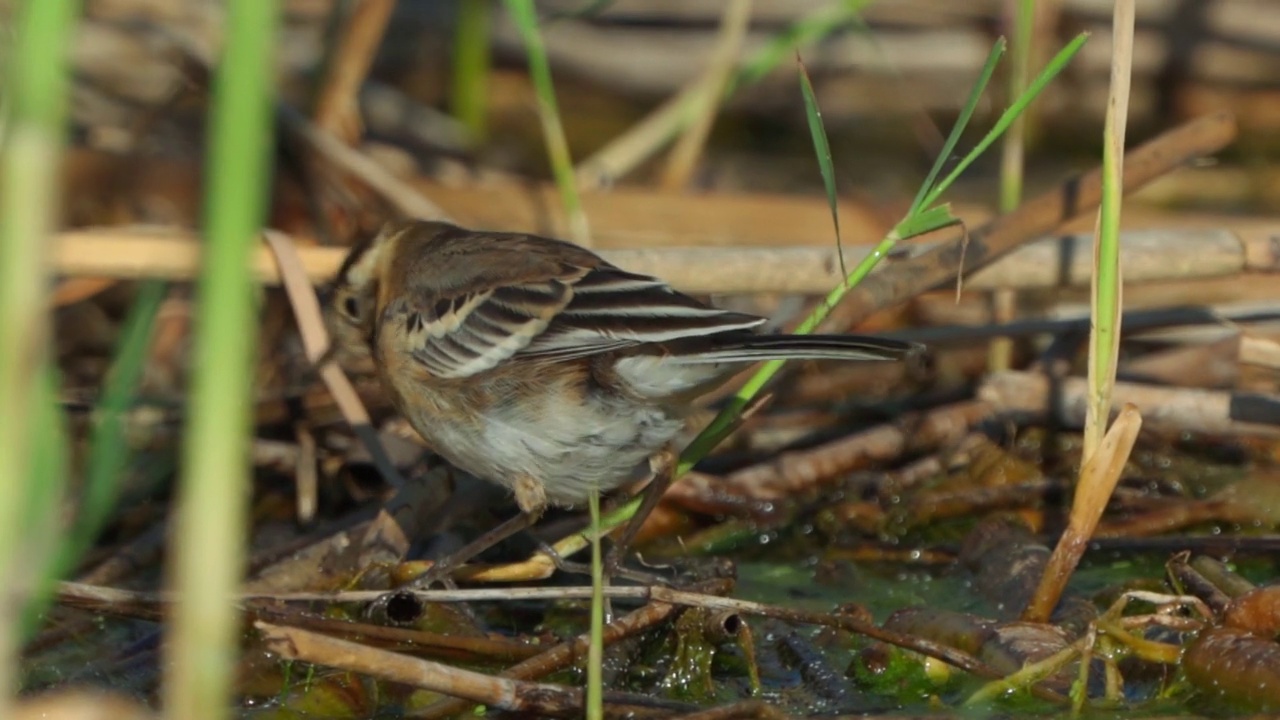 小鸟-年轻的白色鹡鸰(Motacilla alba)在一个阳光明媚的春天早晨走在沼泽里。视频素材