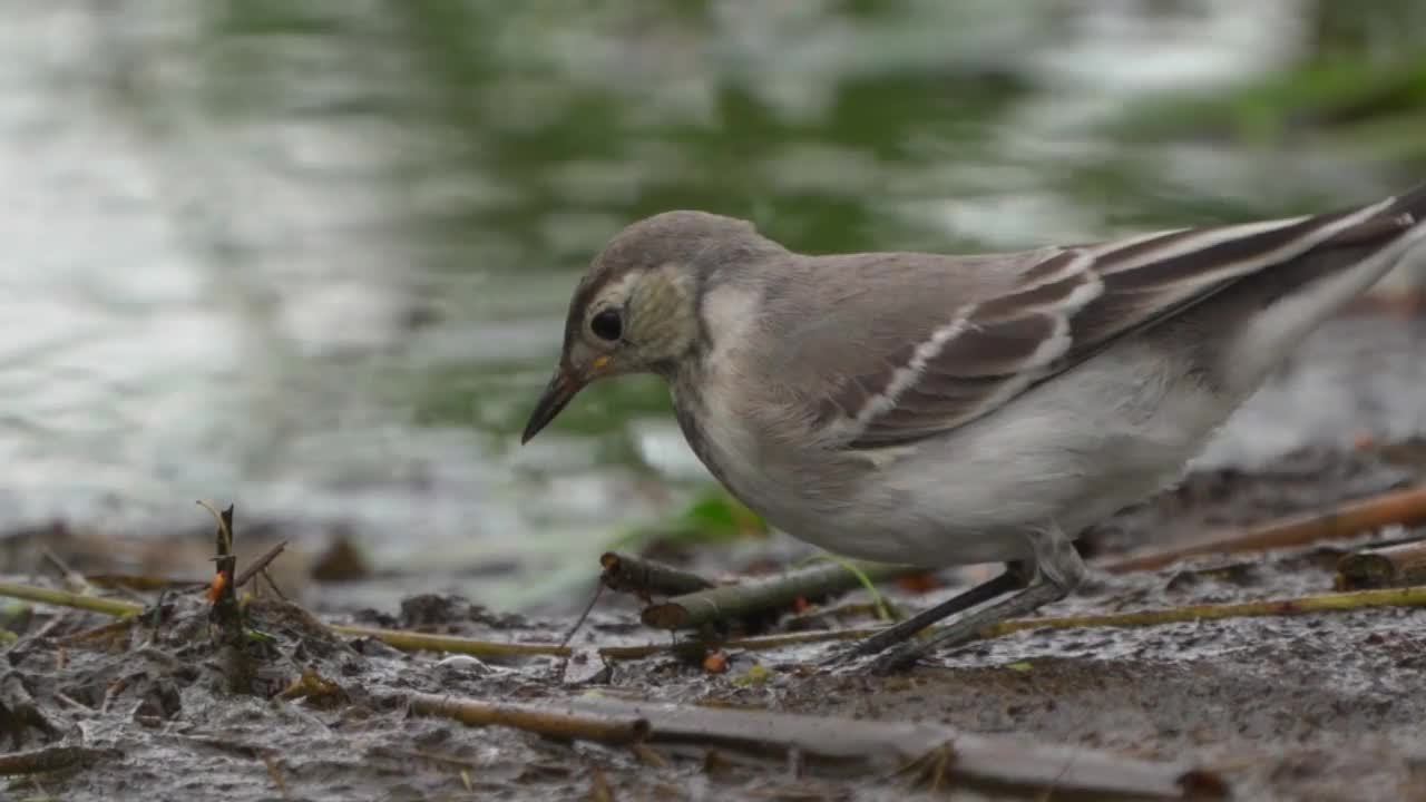 在一个多云的春天早晨，白色鹡起鸟(Motacilla alba)在沼泽地里散步。视频素材