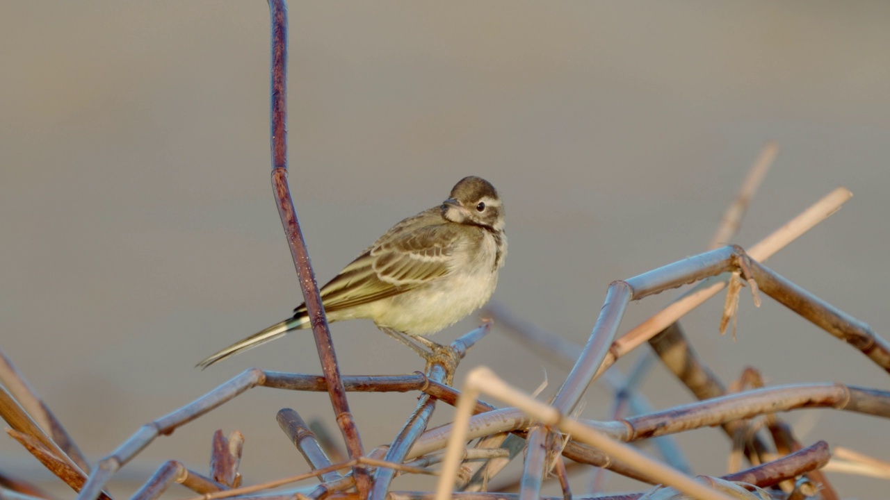 小鸟-年轻的白色鹡鸰(Motacilla alba)坐在灌木在一个阳光明媚的春天早晨。视频素材