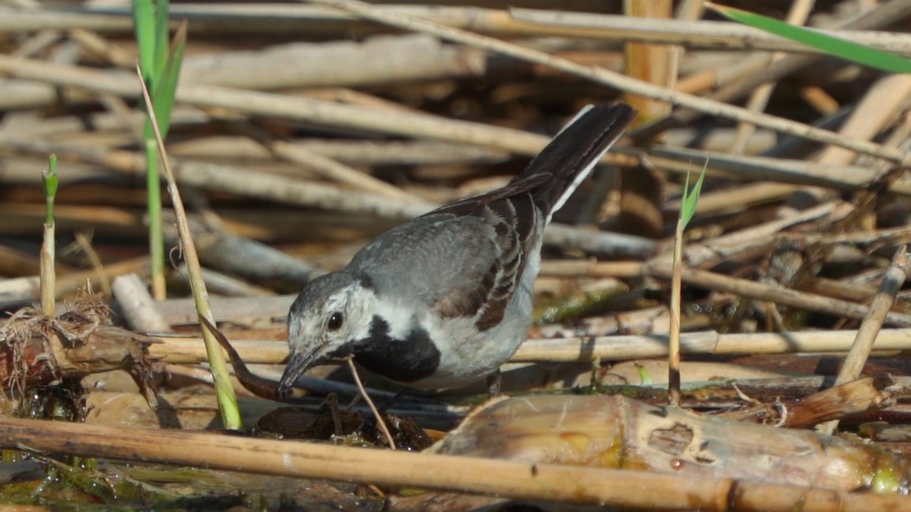 鸟白色鹡鸰(Motacilla alba)在一个阳光明媚的春天早晨走在沼泽里。视频素材