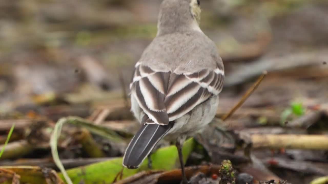 在一个多云的春天早晨，白色鹡起鸟(Motacilla alba)在沼泽地里散步。视频素材