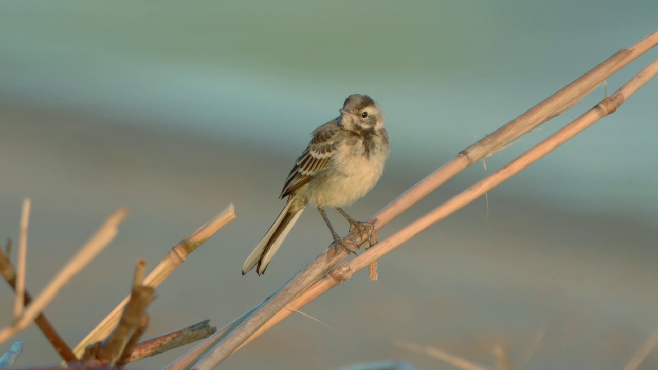 小鸟-年轻的白色鹡鸰(Motacilla alba)坐在灌木在一个阳光明媚的春天早晨。视频素材