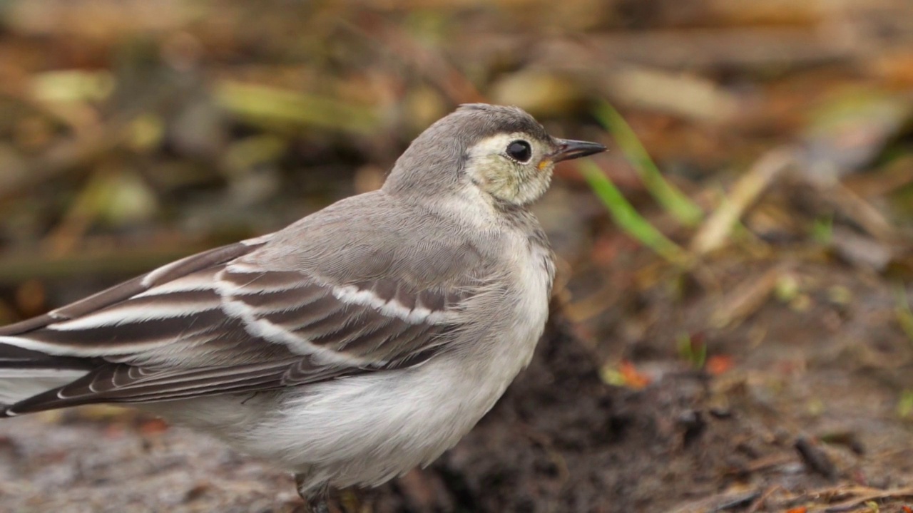 在一个多云的春天早晨，白色鹡起鸟(Motacilla alba)在沼泽地里散步。视频素材