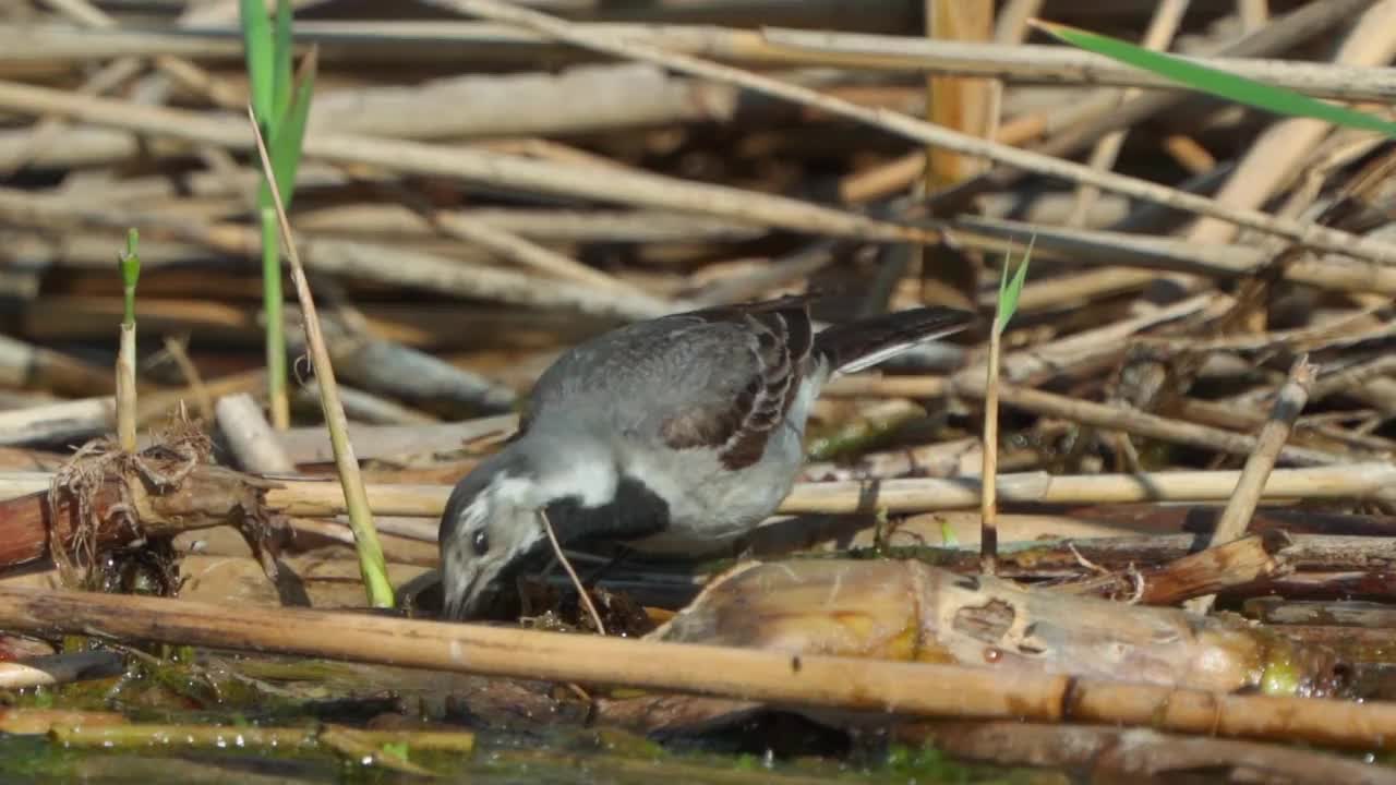 鸟白色鹡鸰(Motacilla alba)在一个阳光明媚的春天早晨走在沼泽里。视频素材