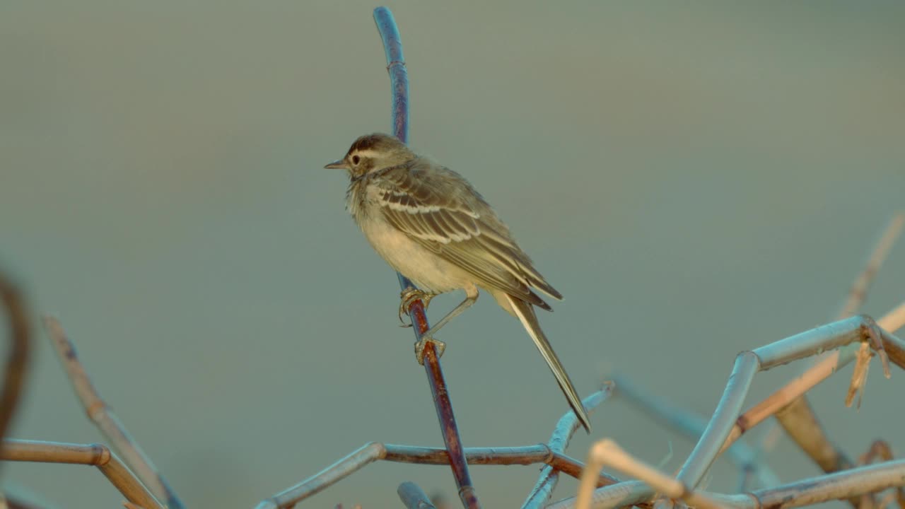 小鸟-年轻的白色鹡鸰(Motacilla alba)坐在灌木在一个阳光明媚的春天早晨。视频素材