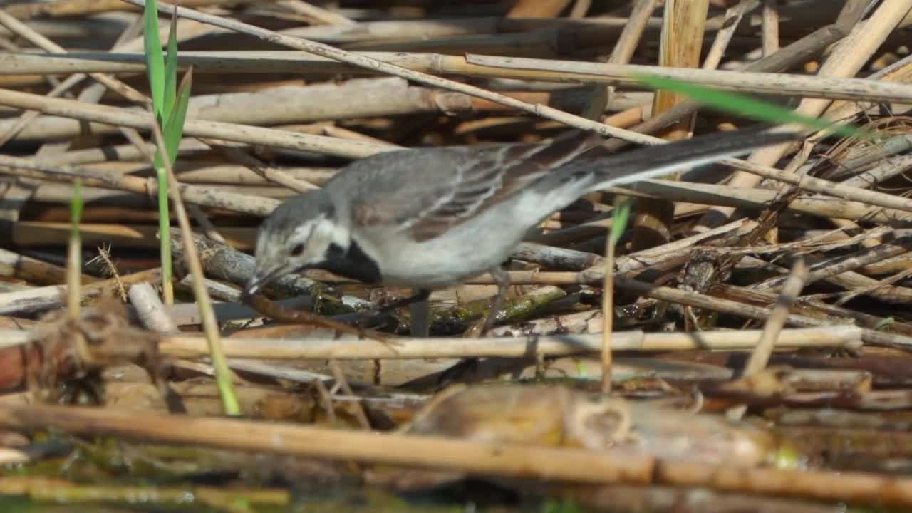 鸟白色鹡鸰(Motacilla alba)在一个阳光明媚的春天早晨走在沼泽里。视频素材