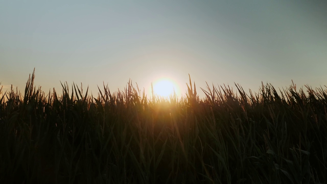 金色夕阳映衬下的玉米剪影。农田在傍晚夕阳的照耀下。太阳落在玉米地上。神奇的农村日落。早上的日出。自然景观视频素材