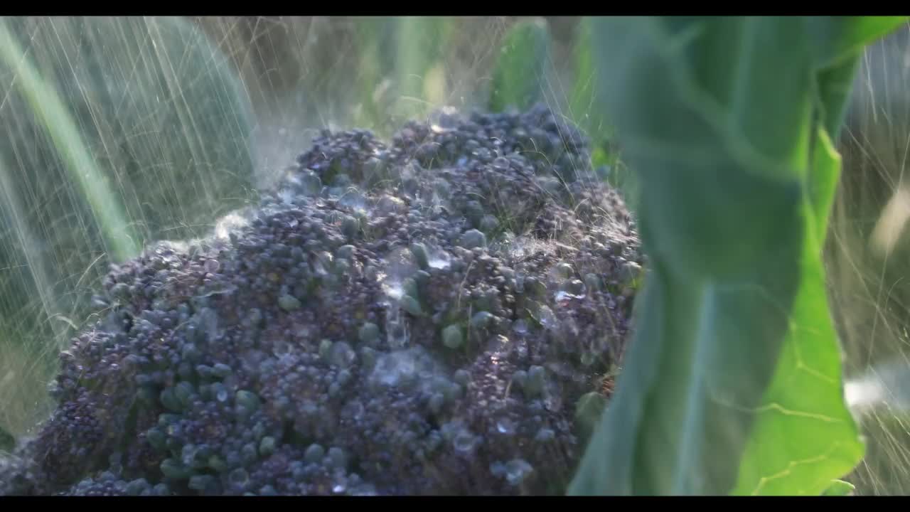 倾盆大雨落在紫色的花椰菜上视频素材