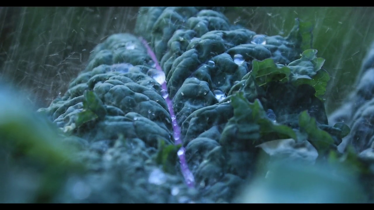 倾盆大雨落在紫色羽衣甘蓝的叶子上。视频素材