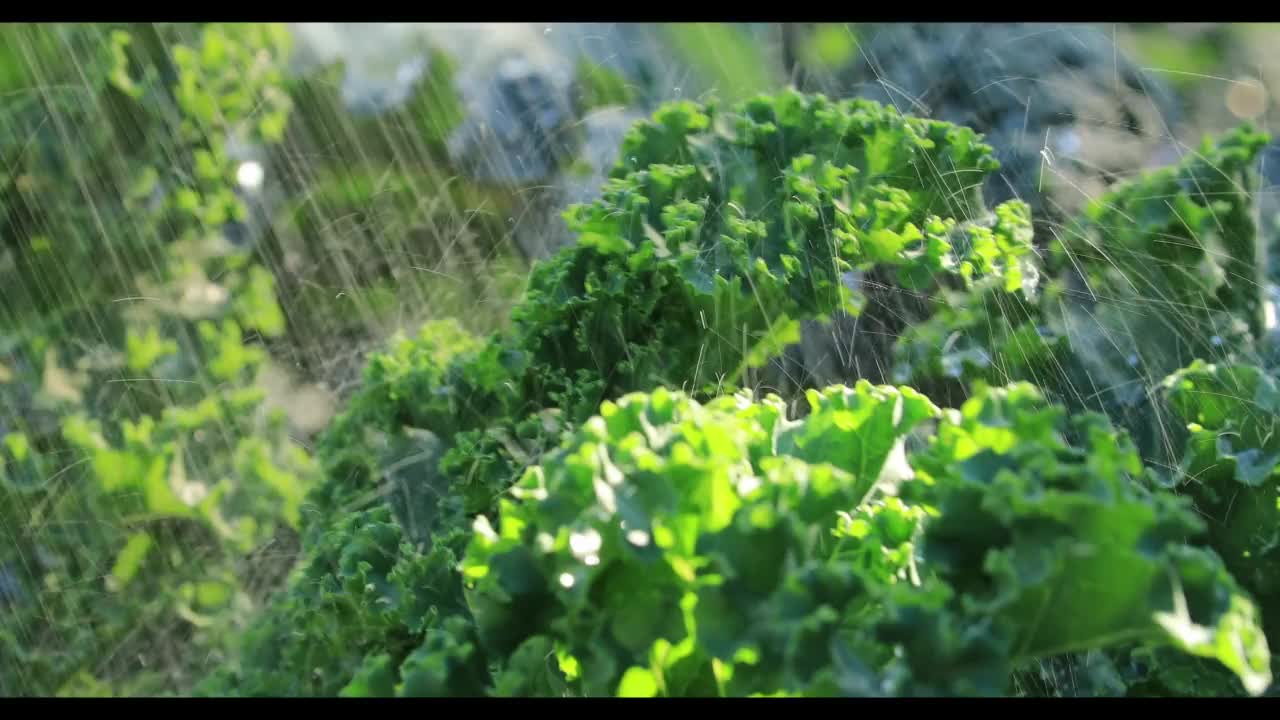 倾盆大雨落在绿色弯曲的羽衣甘蓝叶子上。视频下载