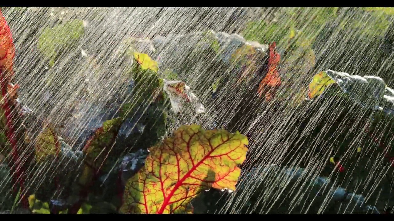 瑞士甜菜的叶子在雨中。视频下载