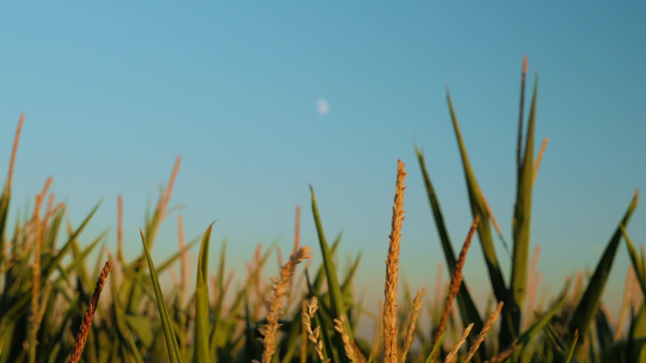 在傍晚的夕阳下，成熟的玉米田映衬着清澈的蓝天。玉米的小穗在风中摇曳。夏季日落时乡间的玉米田。农田视频素材