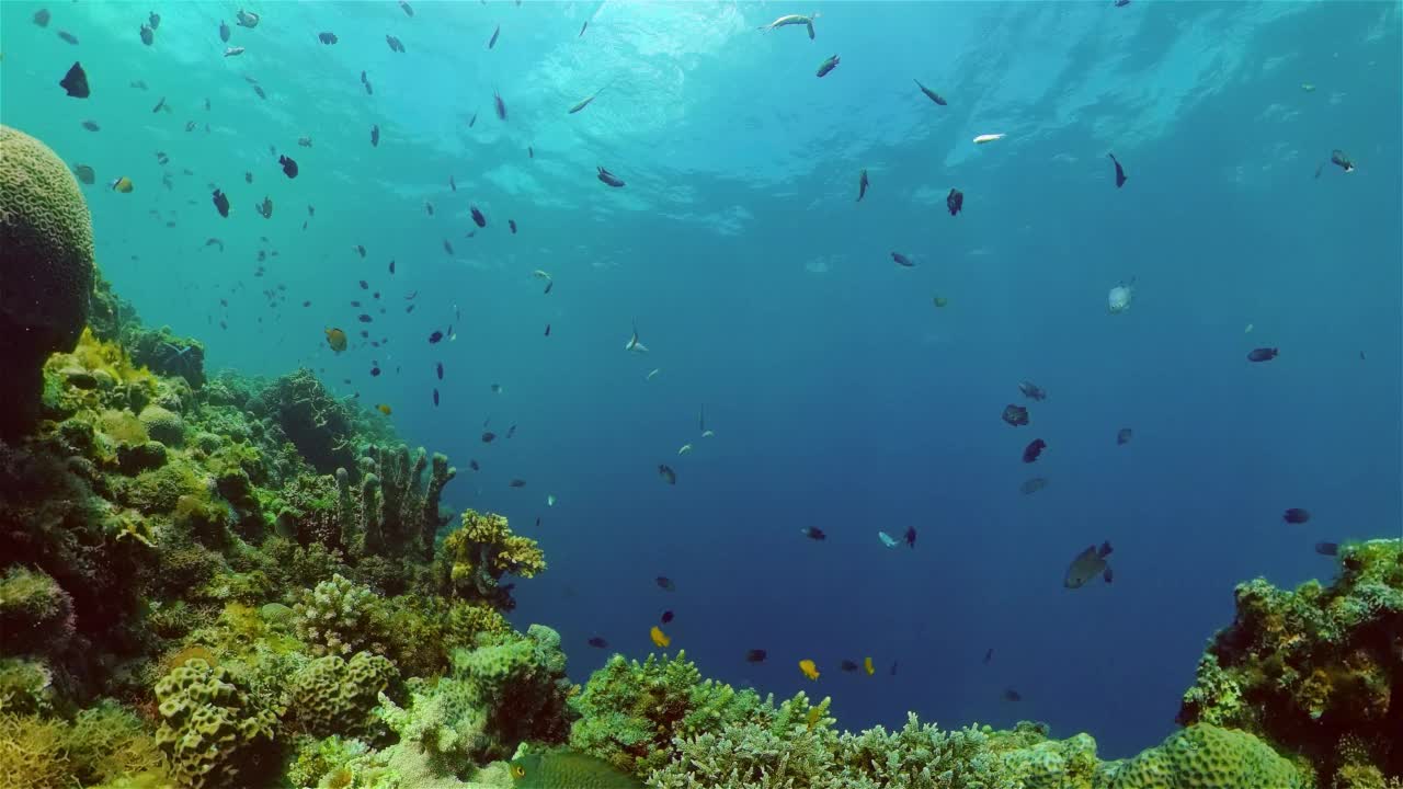 珊瑚礁和热带鱼。菲律宾。视频素材