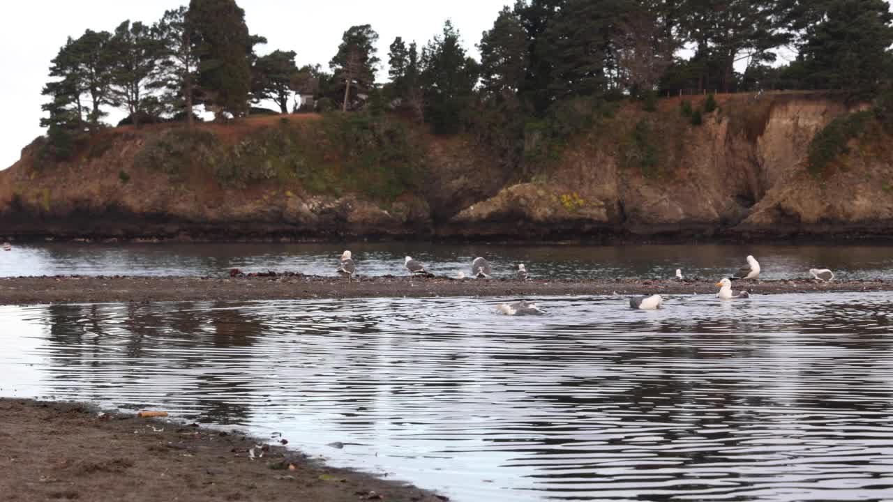 海鸥在泻湖沐浴视频下载