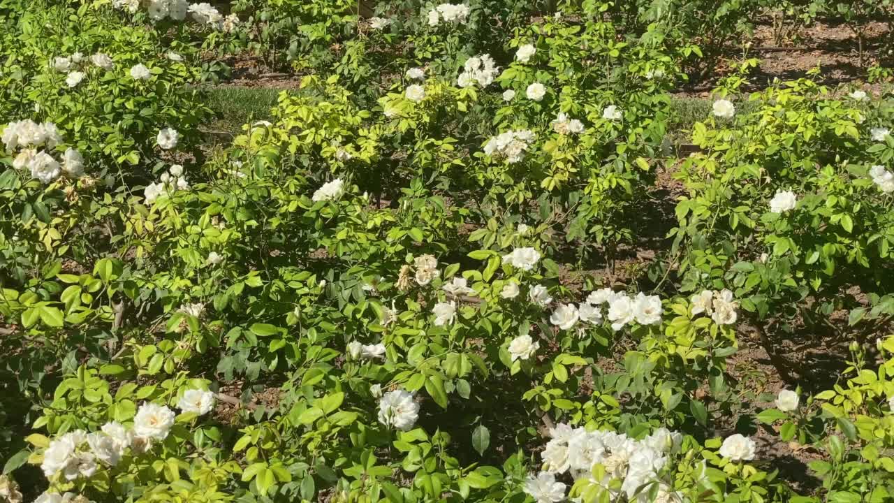 种植白玫瑰视频素材