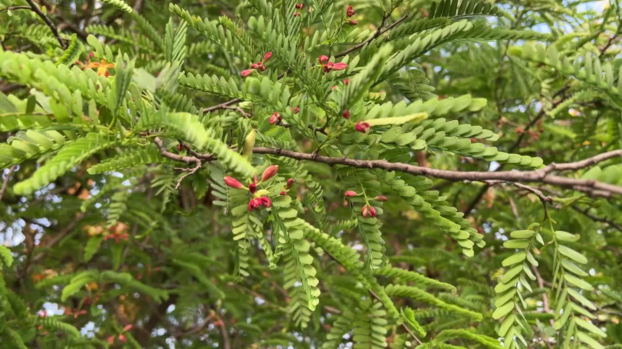 罗望子花在自然花园视频素材