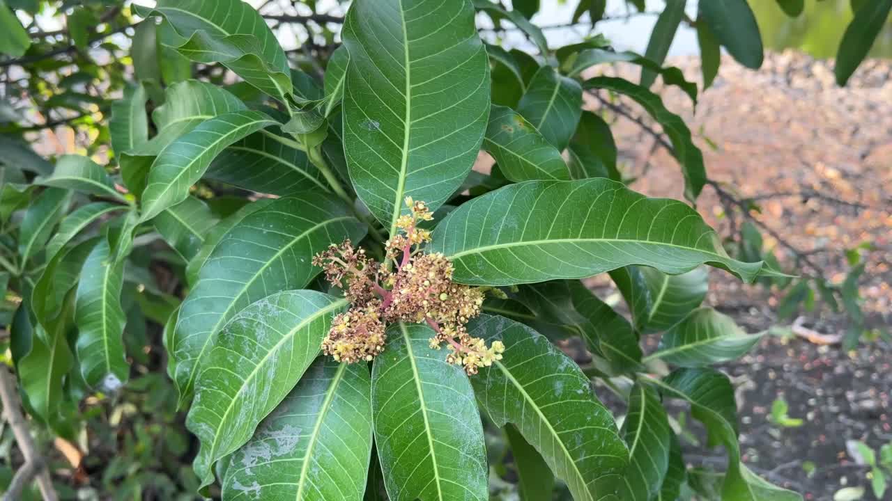 自然花园中的芒果花视频素材